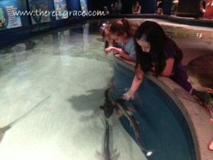 mcw-sharks-2