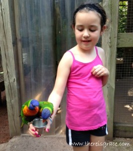 zoo-birds-2