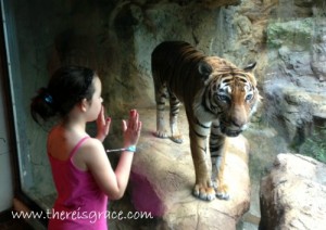 zoo-tiger-2